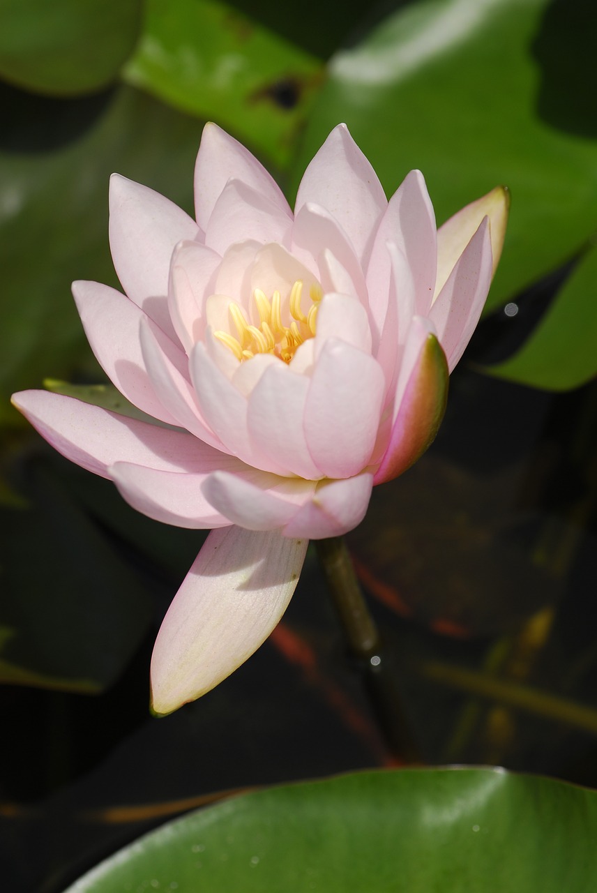 flower plant lotus free photo