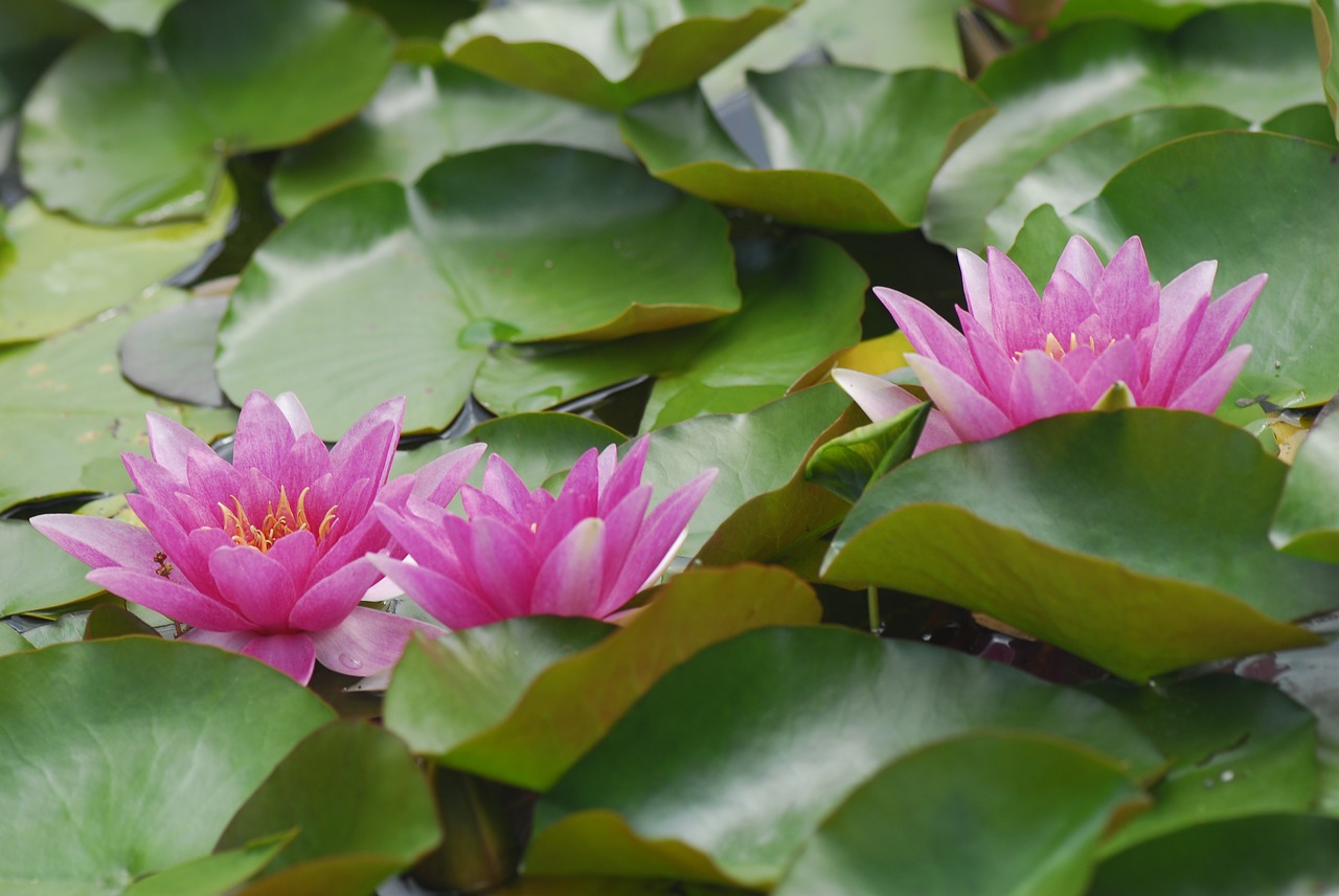 flower plant puddle free photo