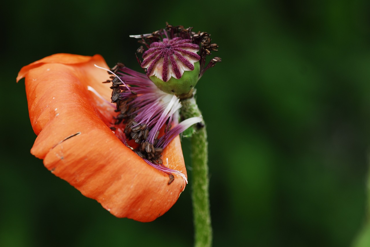 flower nature plant free photo