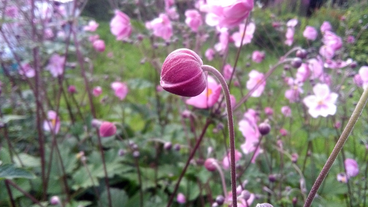 flower plant nature free photo