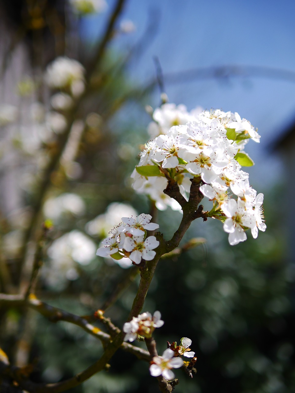 flower cherry tree free photo