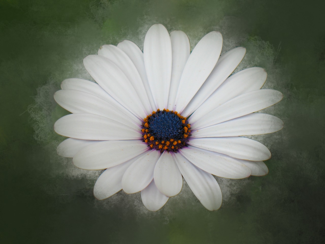 flower daisy blossom free photo