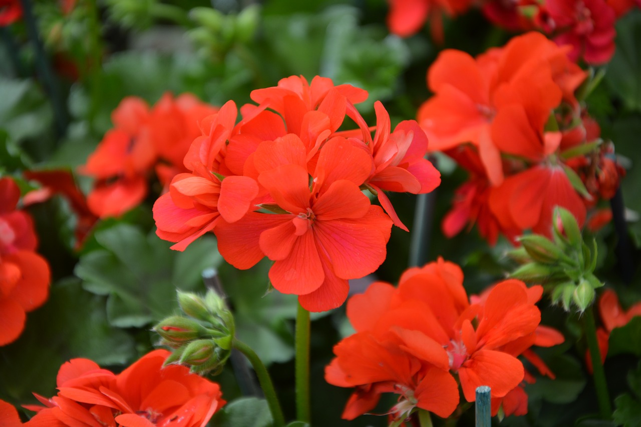 flower red geranium garden free photo