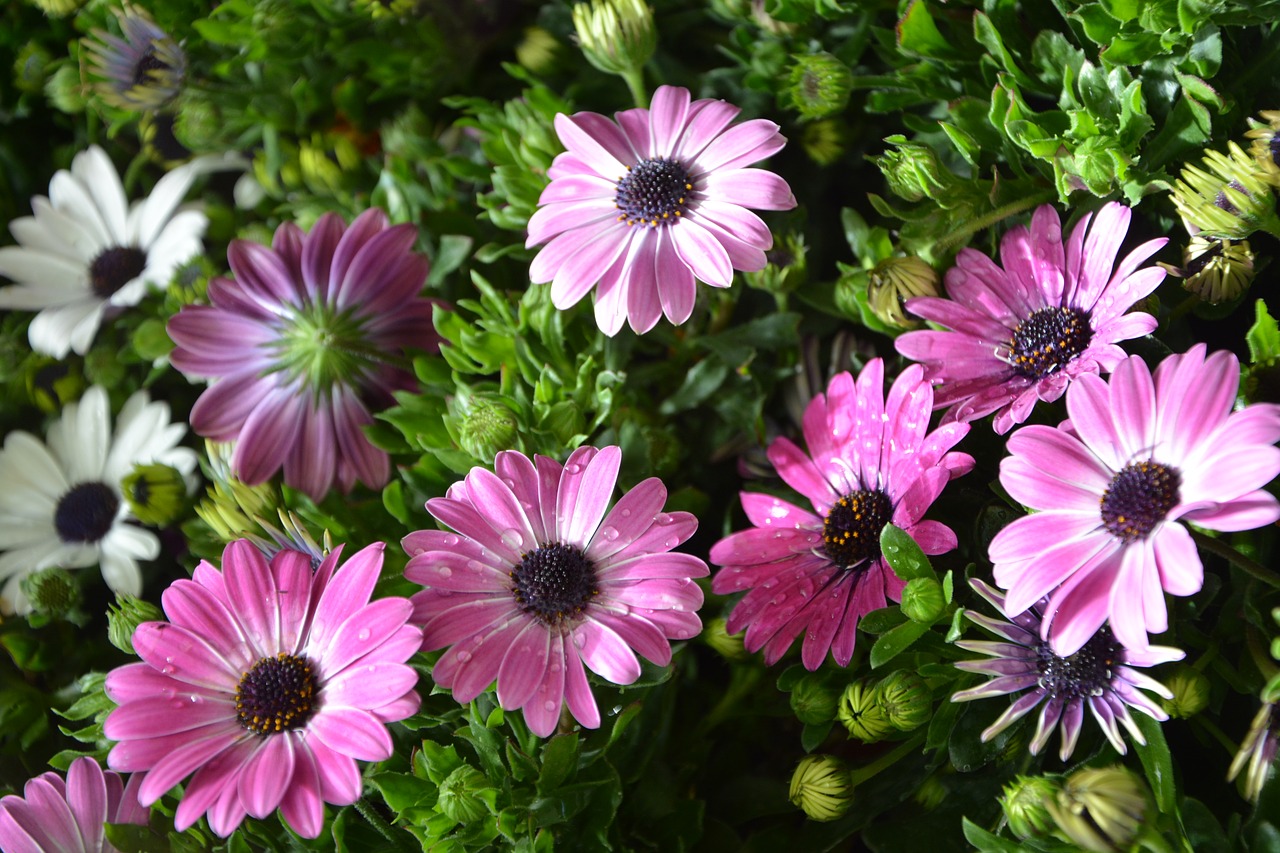 flower massive flowers osteospernum by-earth free photo