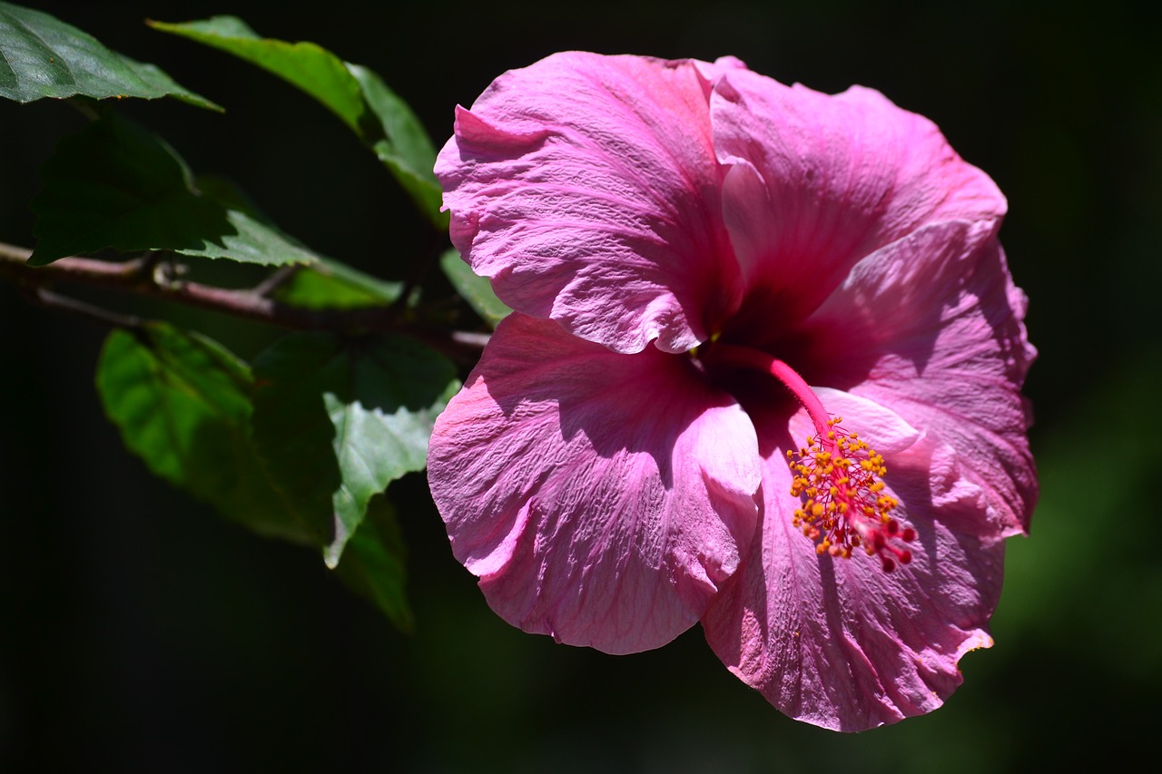 flower plant nature free photo