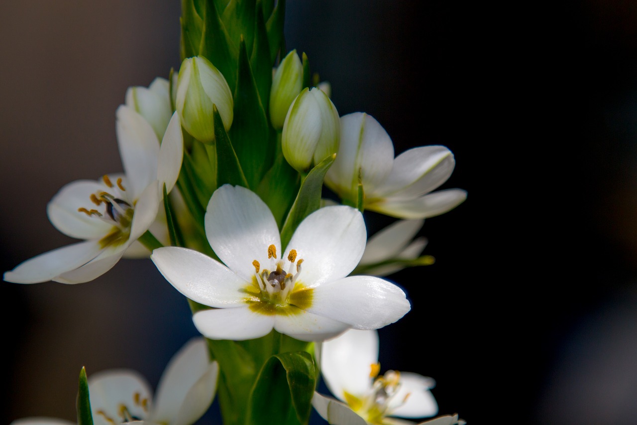 flower nature plant free photo