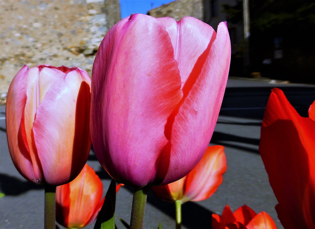 flower tulip nature free photo