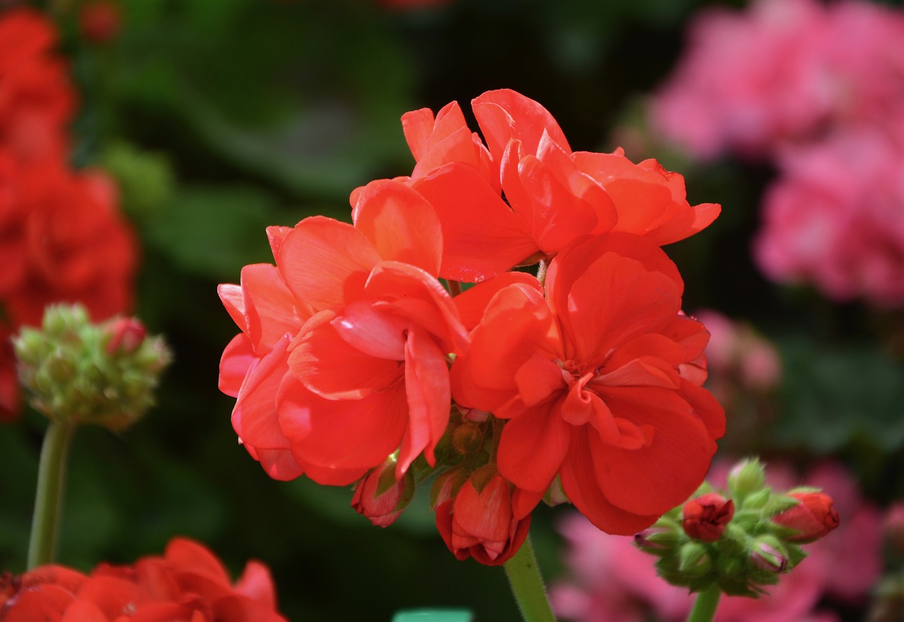 flower red geranium flower buds free photo