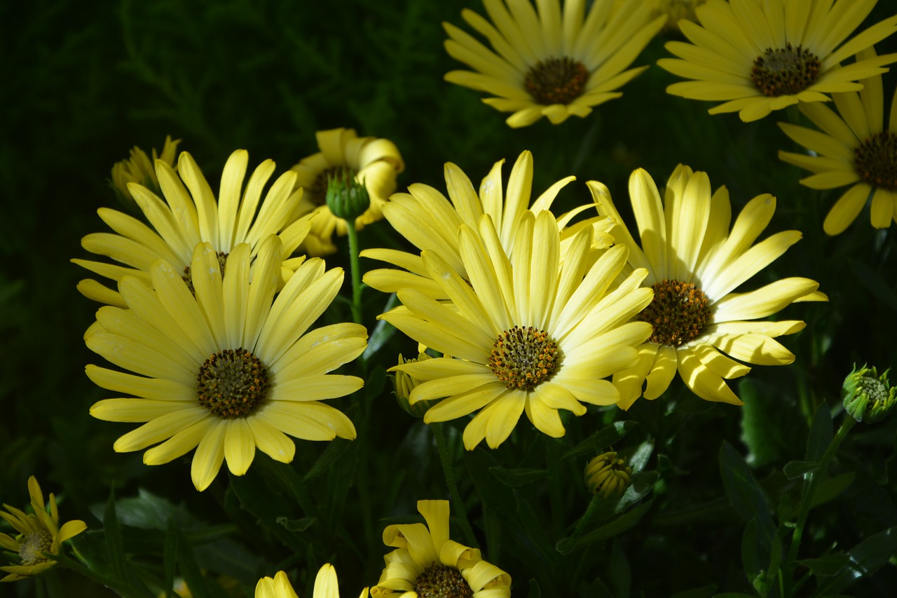 flower flowers osteospermum yellow flowers free photo