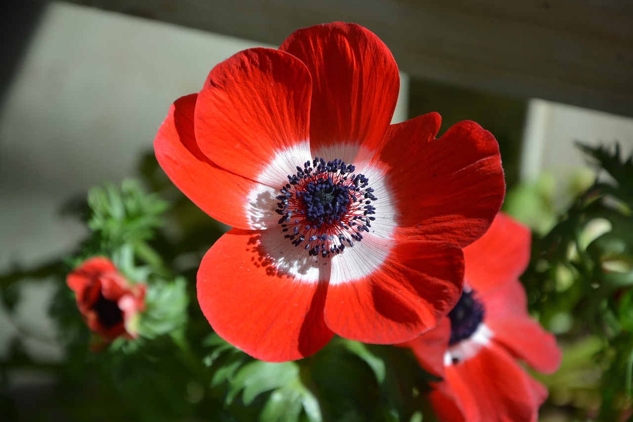 flower poppy flower plant free photo