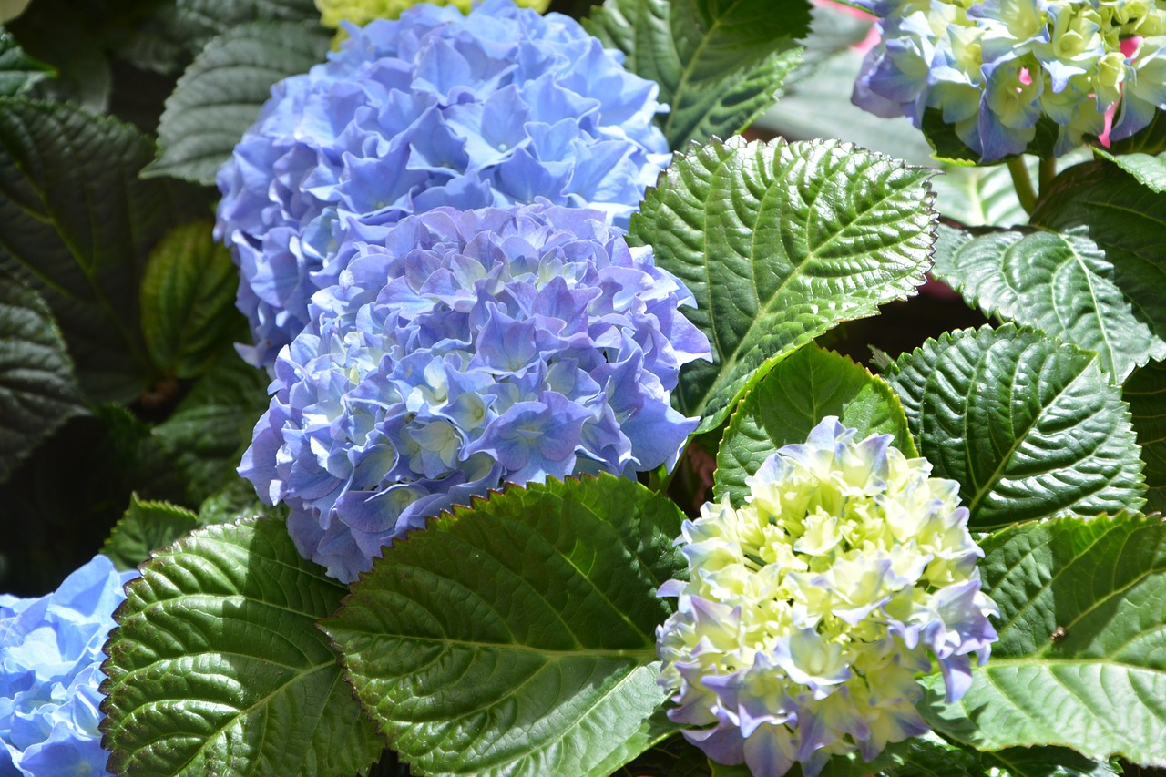 flower hydrangea blue plants flowering free photo