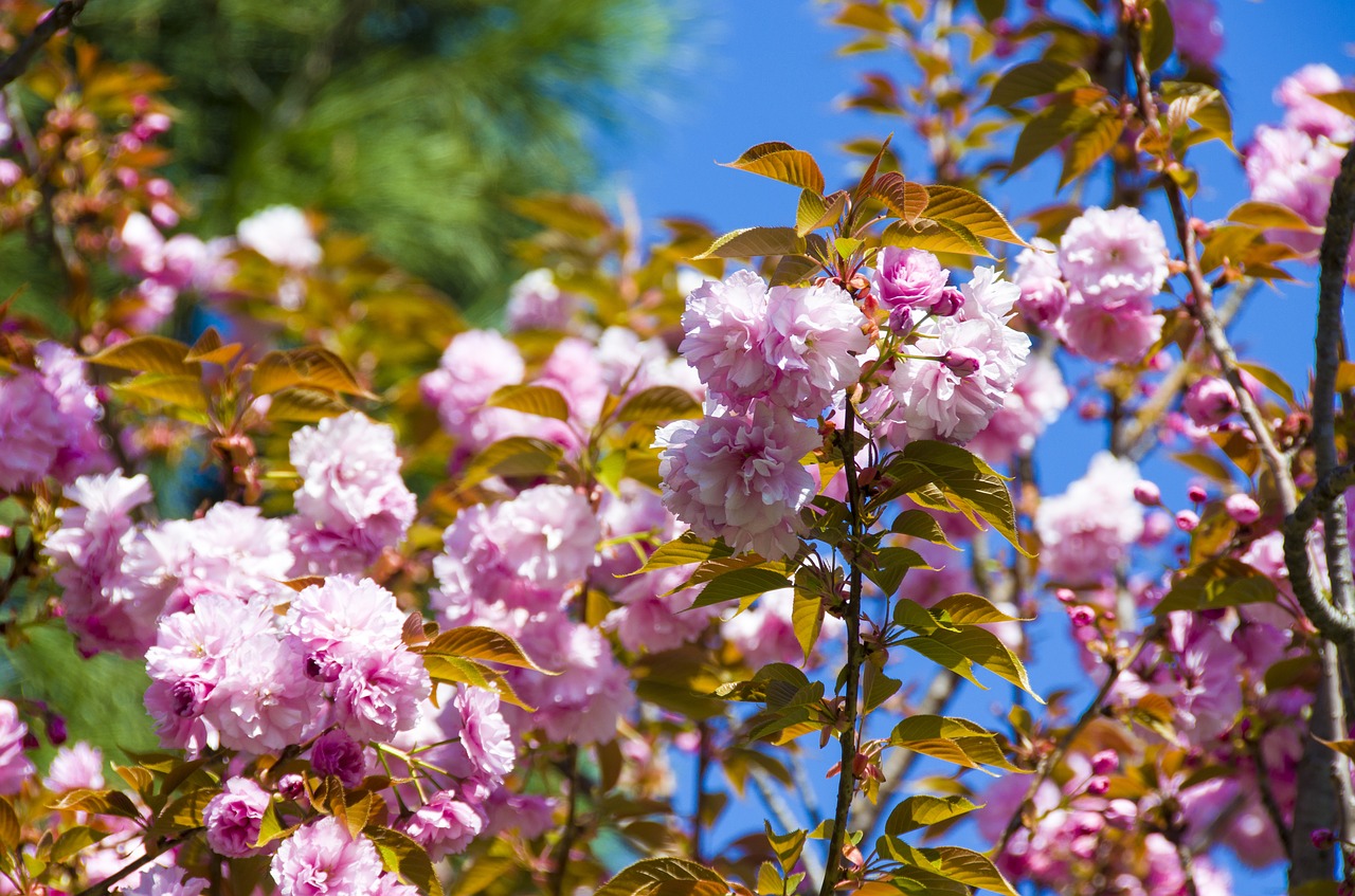 flower nature plant free photo