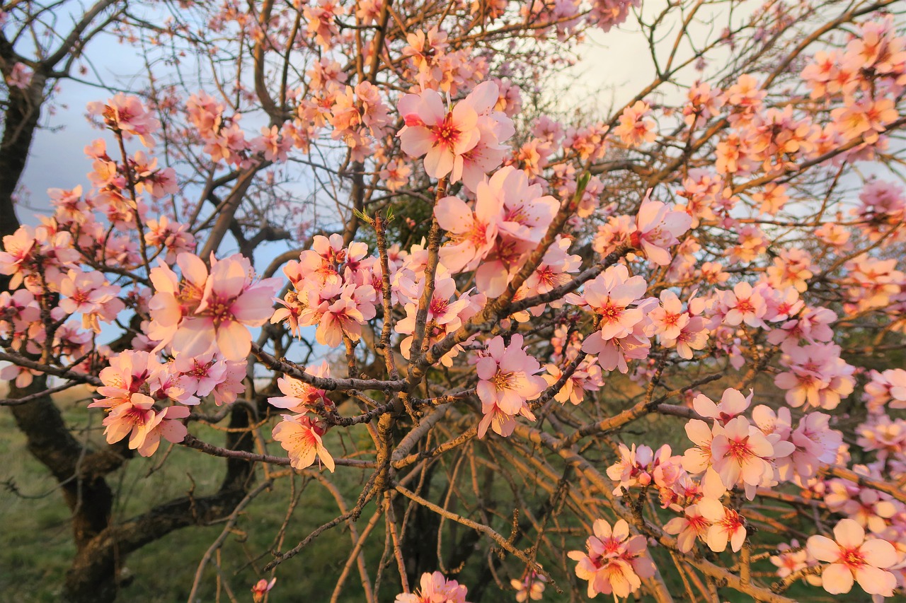 flower tree plant free photo