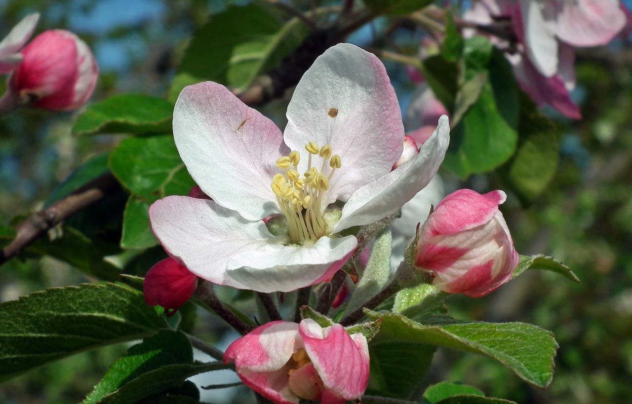 flower apple spring free photo