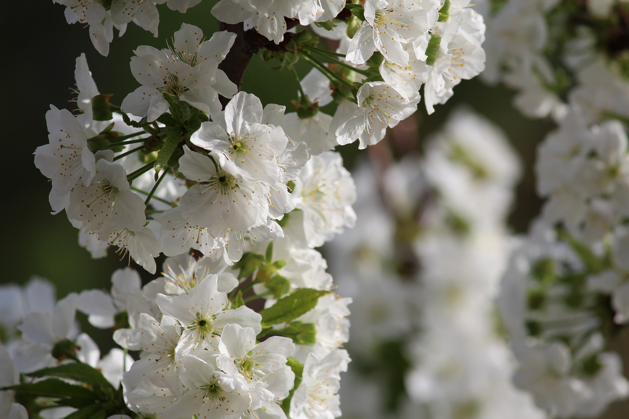 flower plant nature free photo