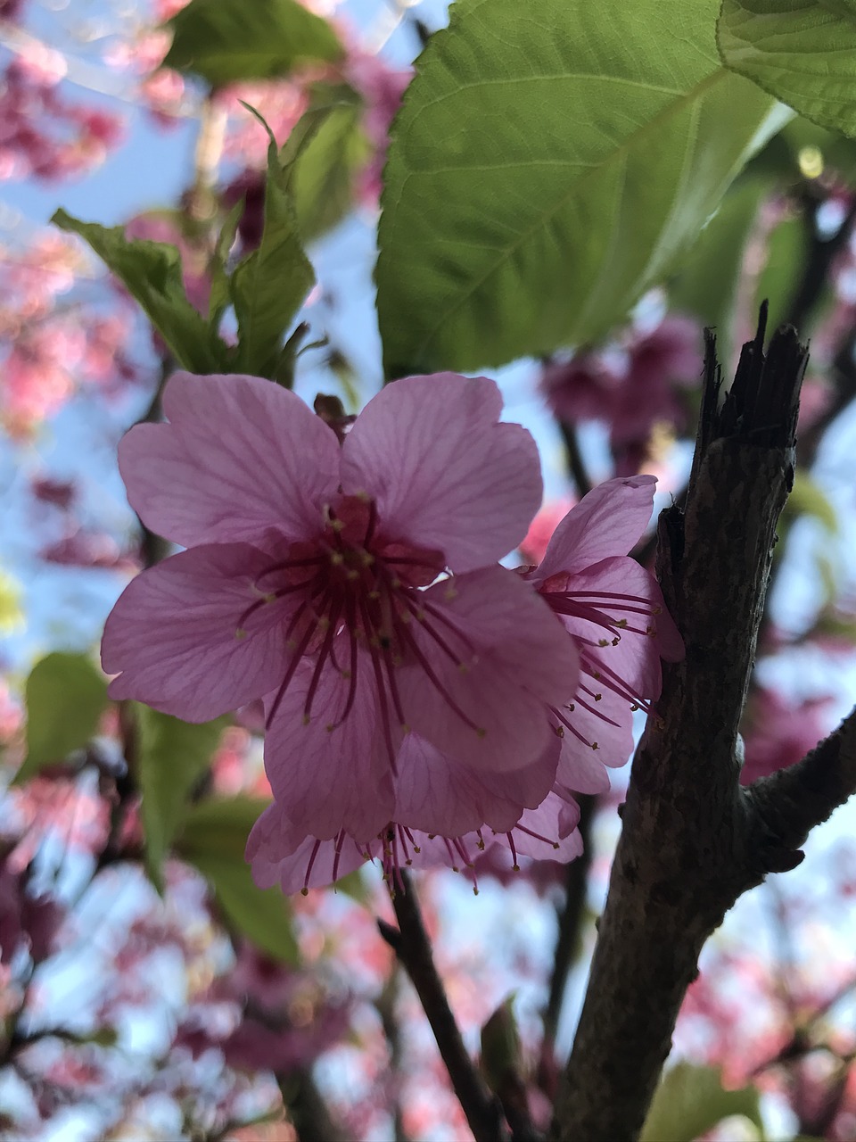 flower tree plant free photo