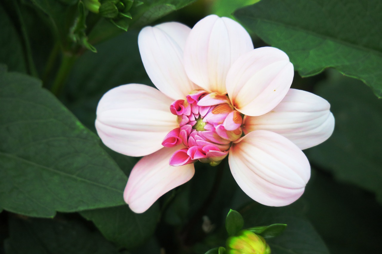 flower plant nature free photo