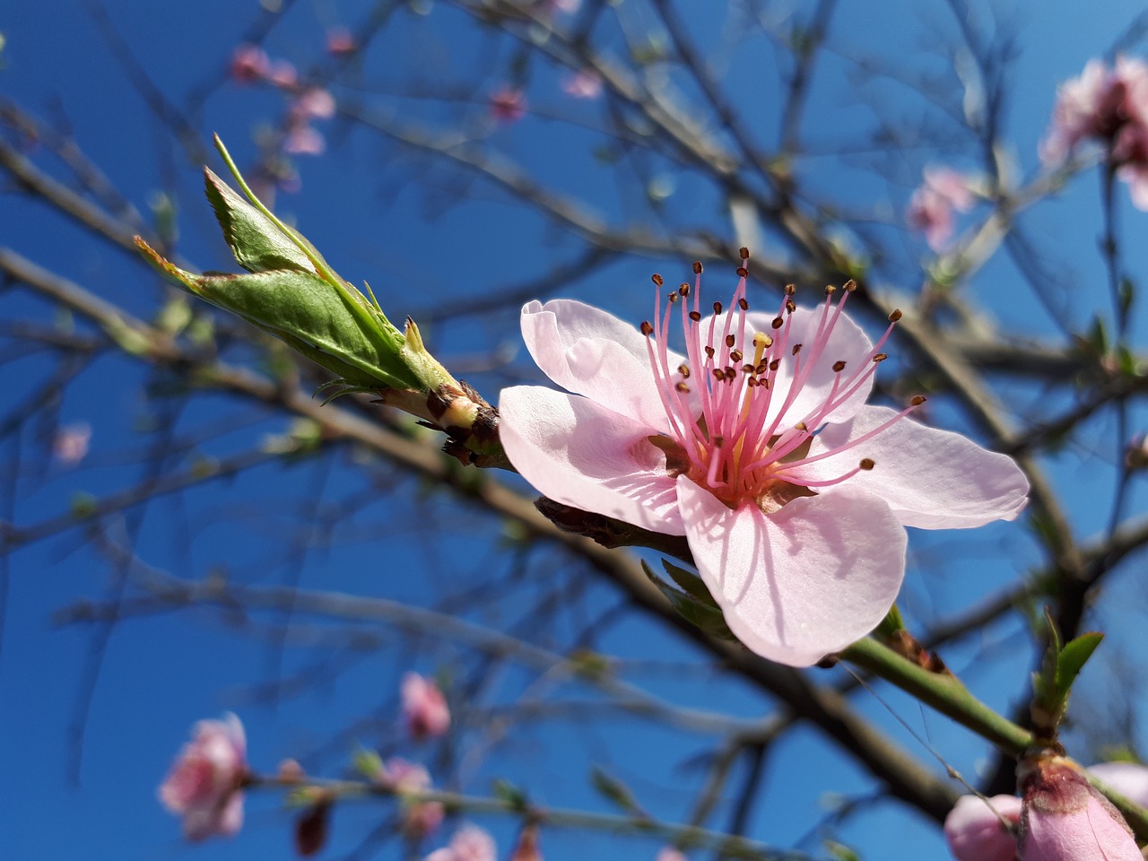 flower branch tree free photo