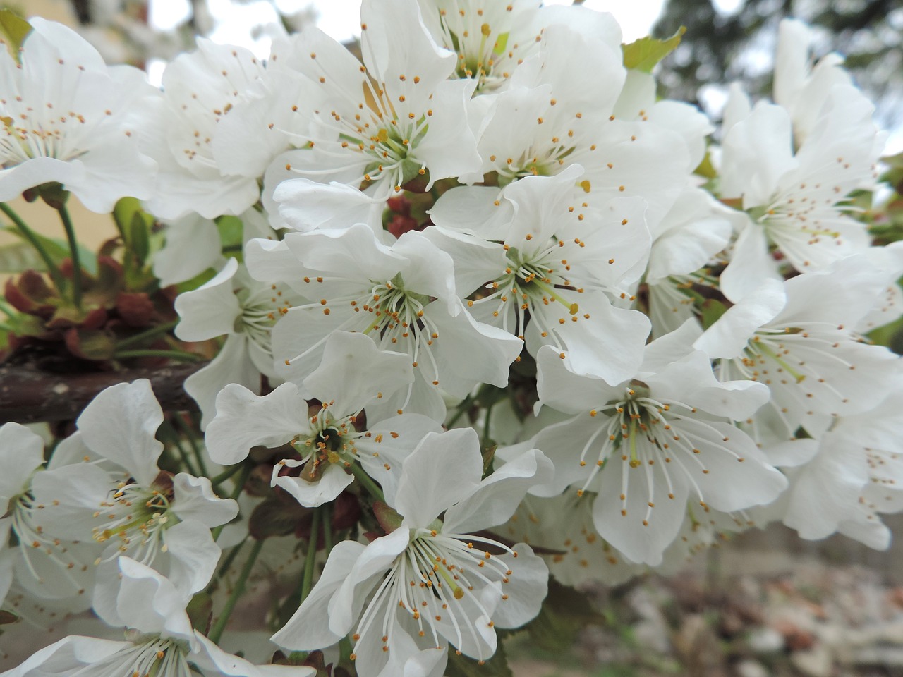 flower flora branch free photo