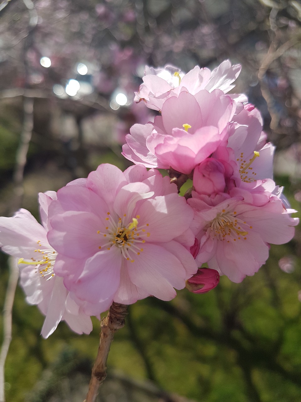 flower plant tree free photo