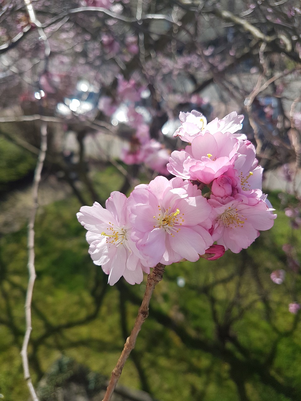 flower plant nature free photo