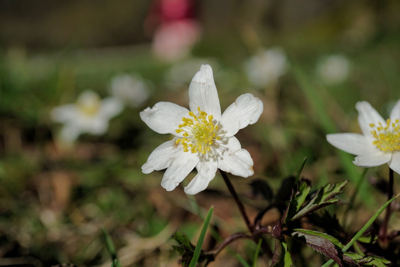 flower spring nature free photo