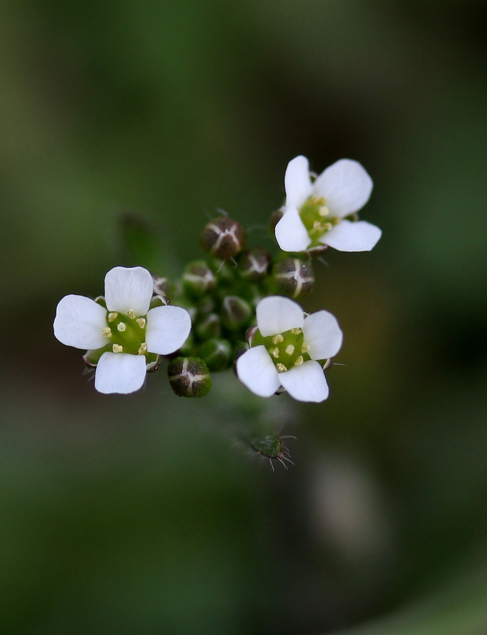 flower white small free photo