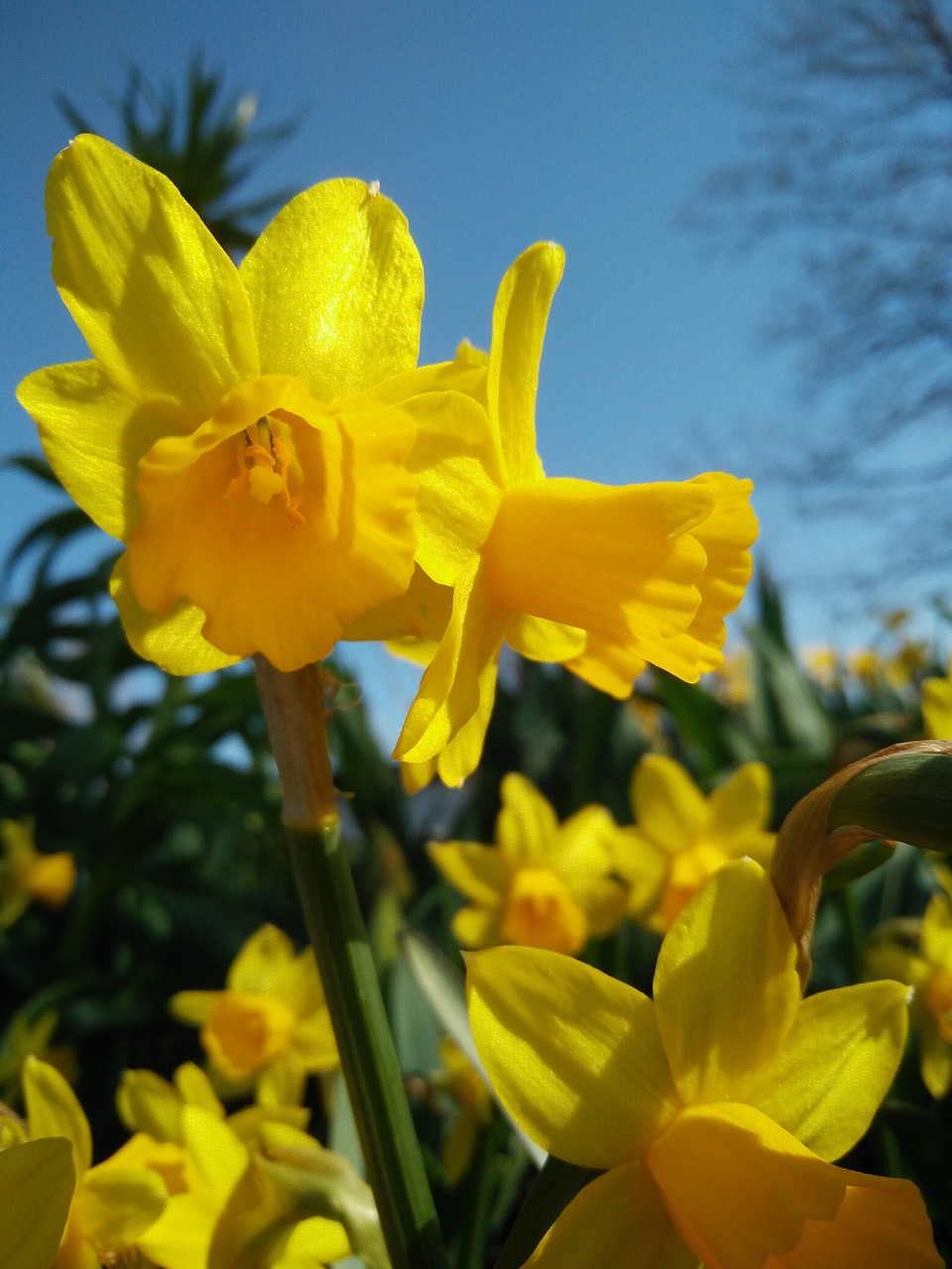 flower narcissus pseudonarcissus nature free photo