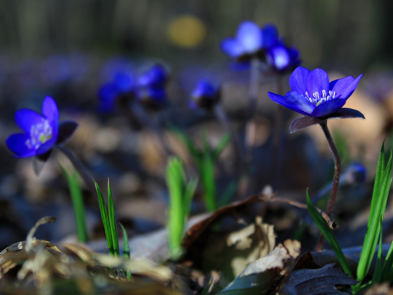 flower spring liverwort free photo