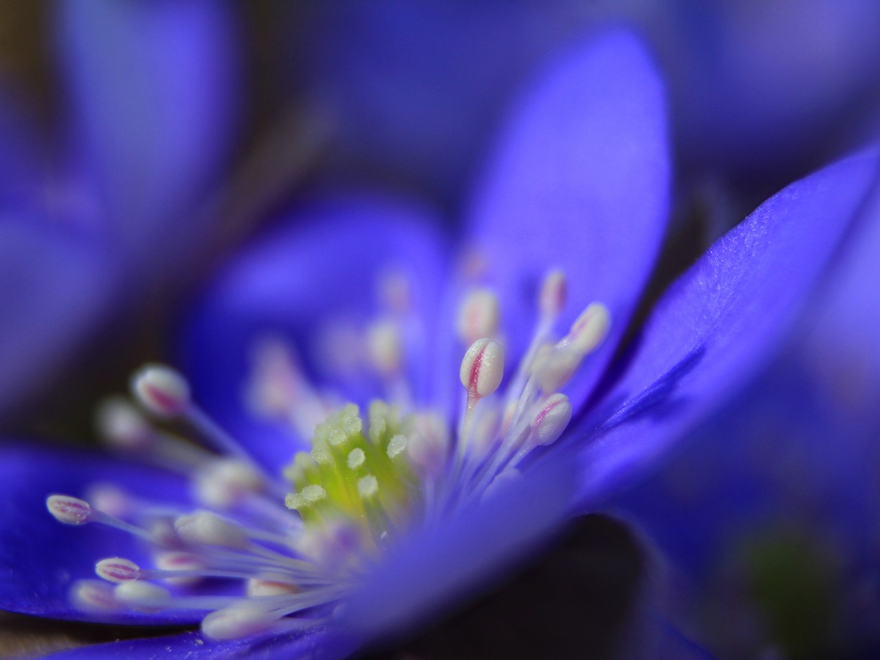 flower spring liverwort free photo