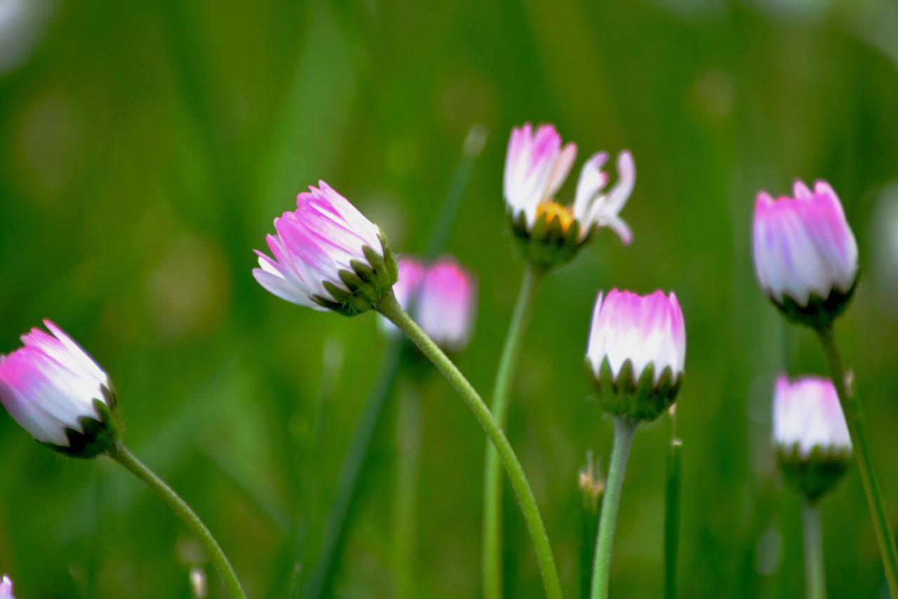 flower flowers spring flowers free photo