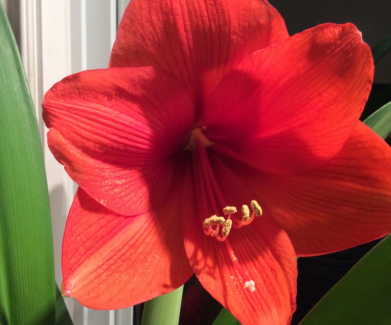 flower  amaryllis  flora free photo