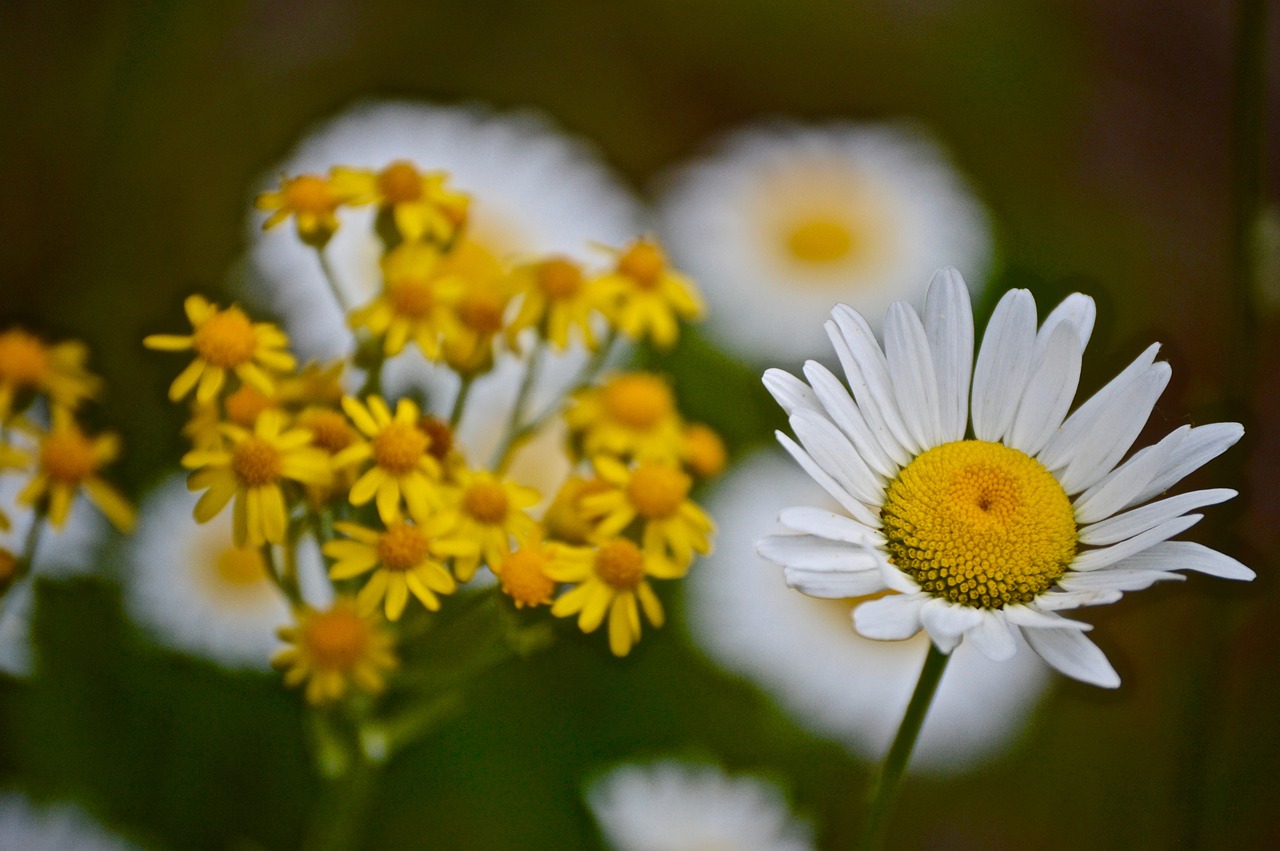 flower  flora  nature free photo