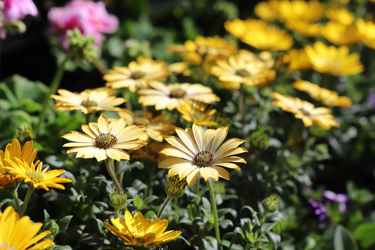 flower  plant  nature free photo