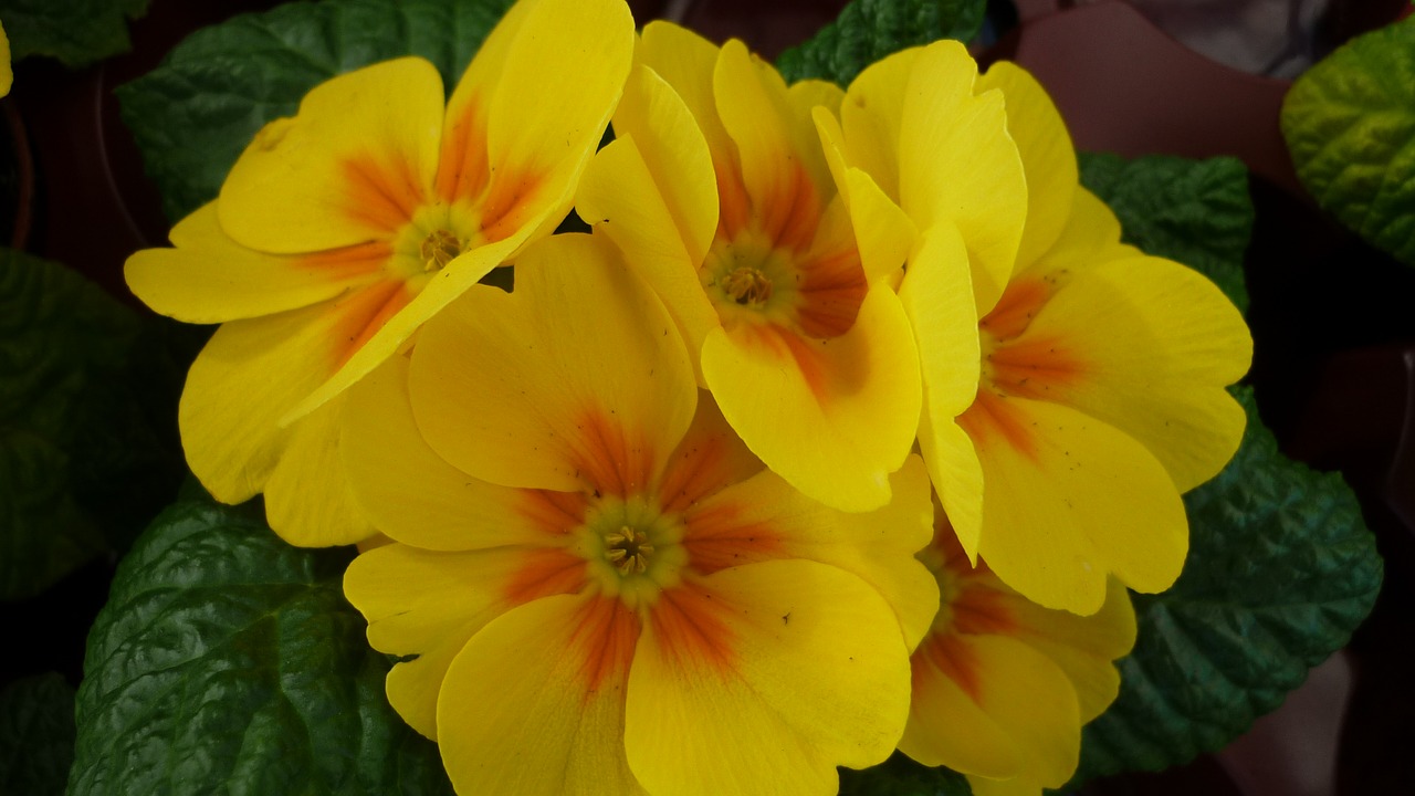 flower  primrose  cowslip free photo