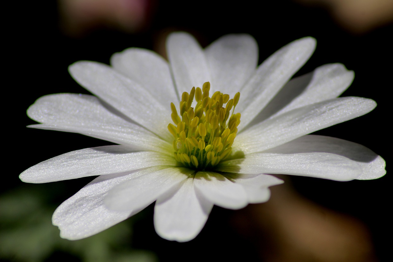 flower  nature  plant free photo