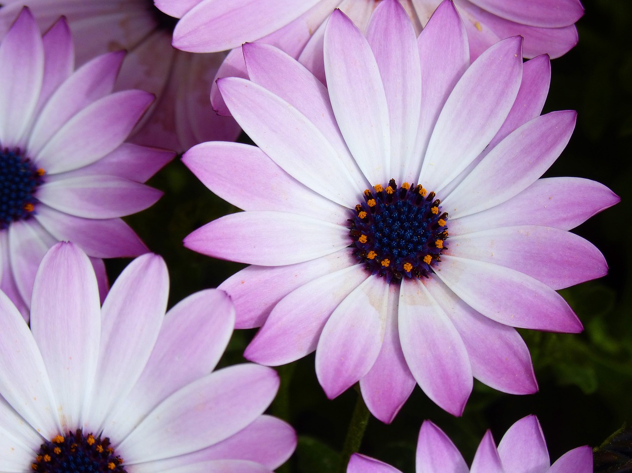 flower  daisy  background free photo