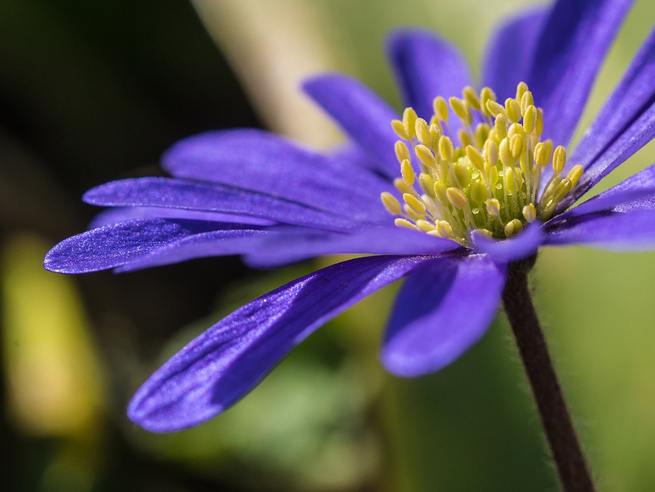 flower  blue  garden free photo