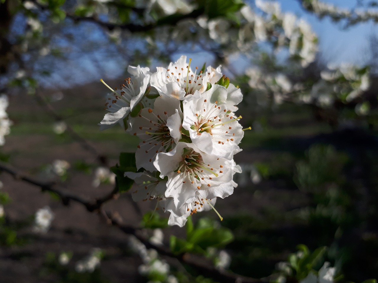 flower  nature  tree free photo