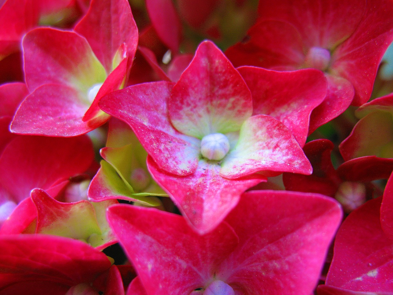 flower  hortensia  hydrangea free photo