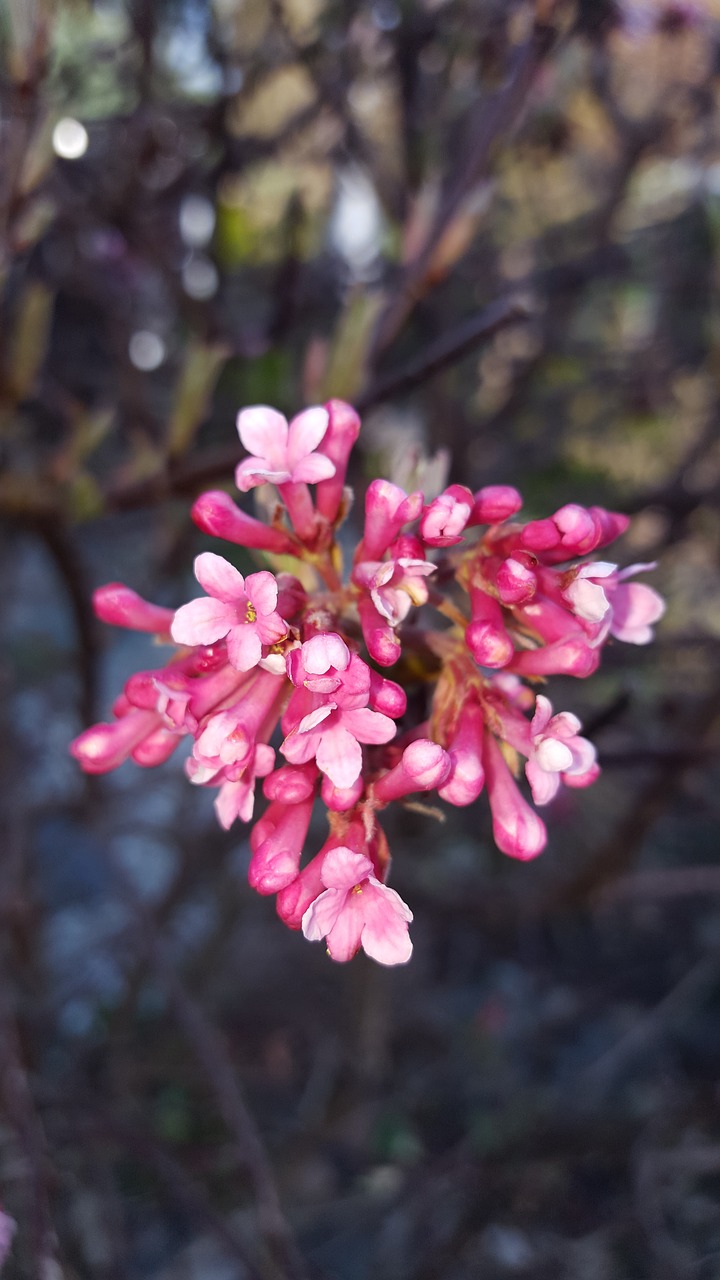 flower  nature  plant free photo