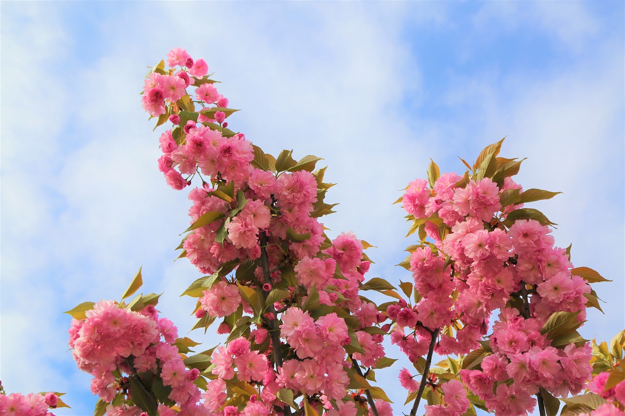 flower  tree  plant free photo