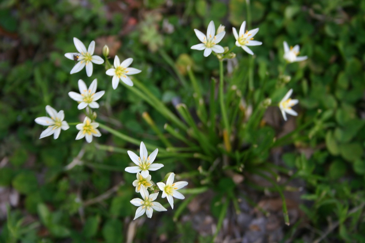 flower  nature  flora free photo