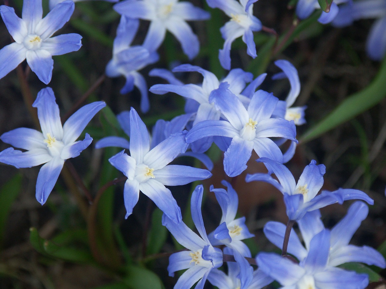 flower  nature  plant free photo