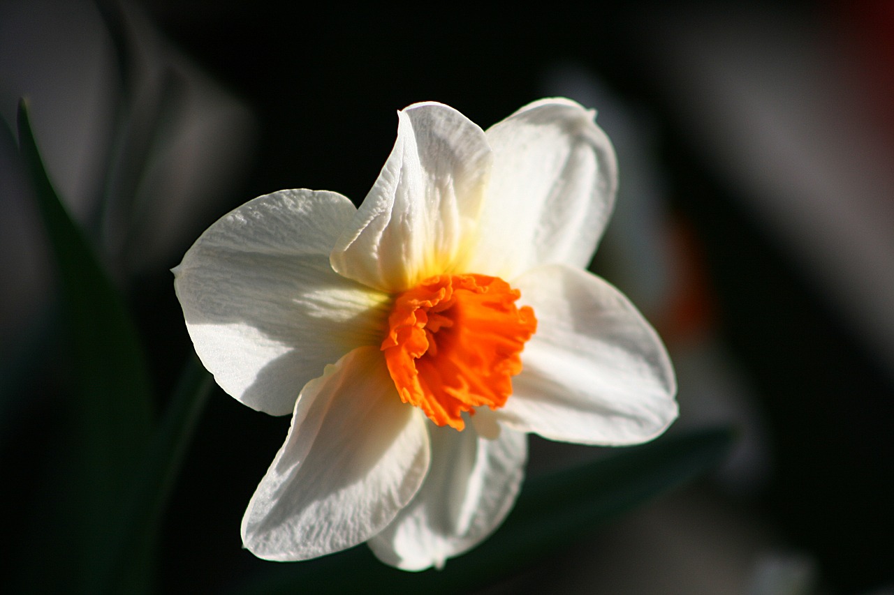 flower  plant  nature free photo