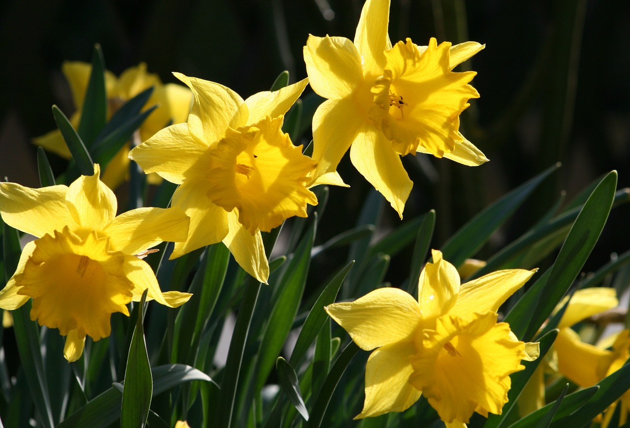 flower  plant  narcissus pseudonarcissus free photo