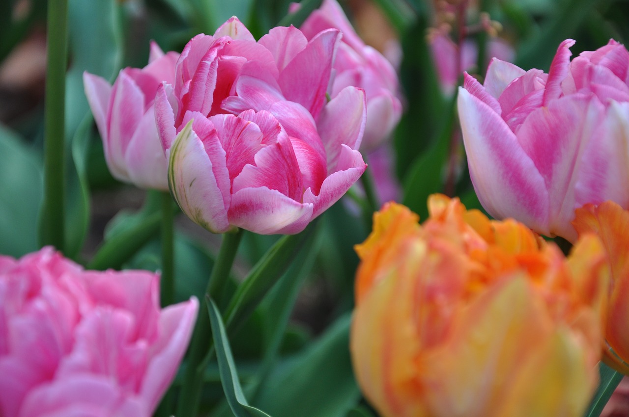 flower  tulip  plant free photo