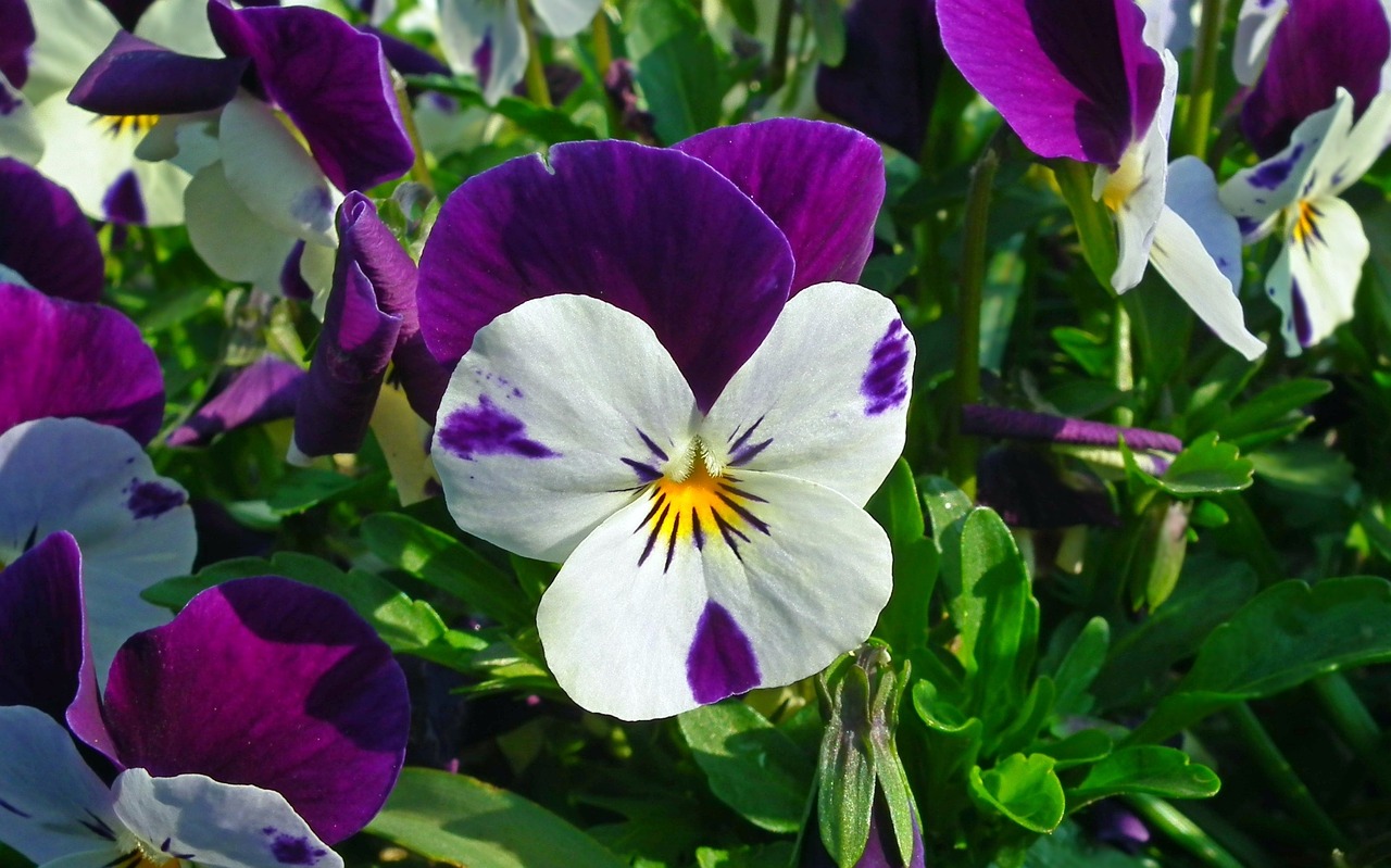 flower  pansy  garden free photo