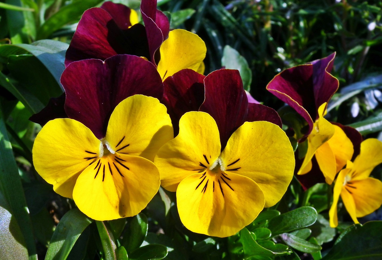 flower  pansies  colorful free photo