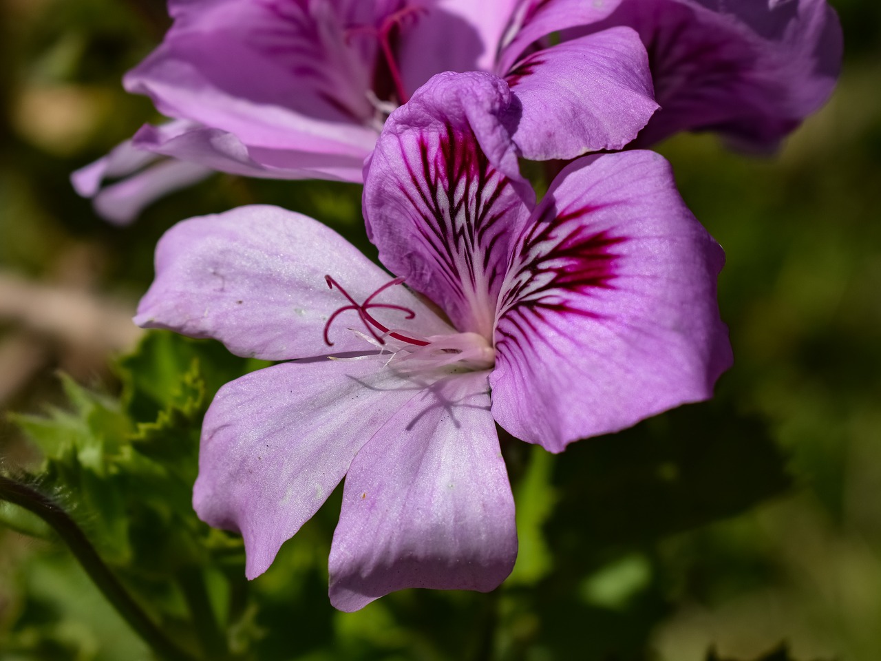 flower  flora  nature free photo